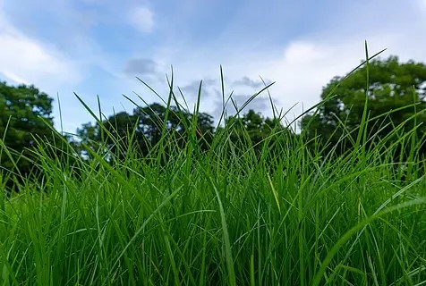 自然户外草地蓝天背景商业照片