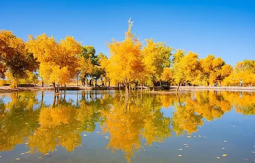 秋季金色胡杨林倒影风景图-1