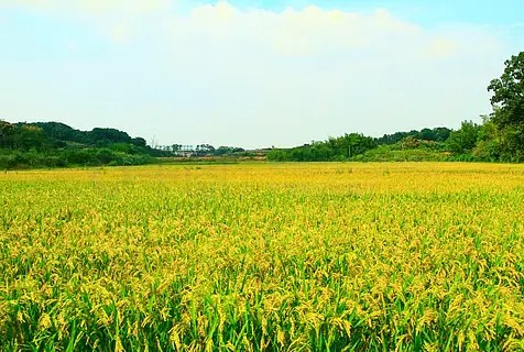 春日大片金黄稻田田园乡村风光